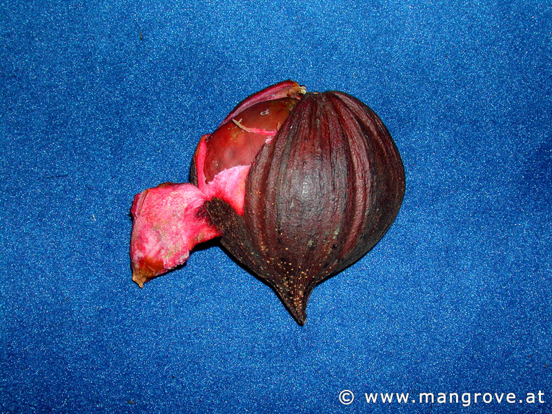 Pelliciera rhizophorae seeds